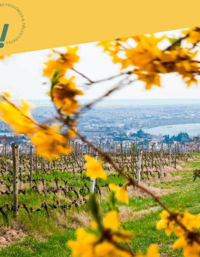 image-Découverte des plus belles parcelles du vignoble de la Maison M. CHAPOUTIER