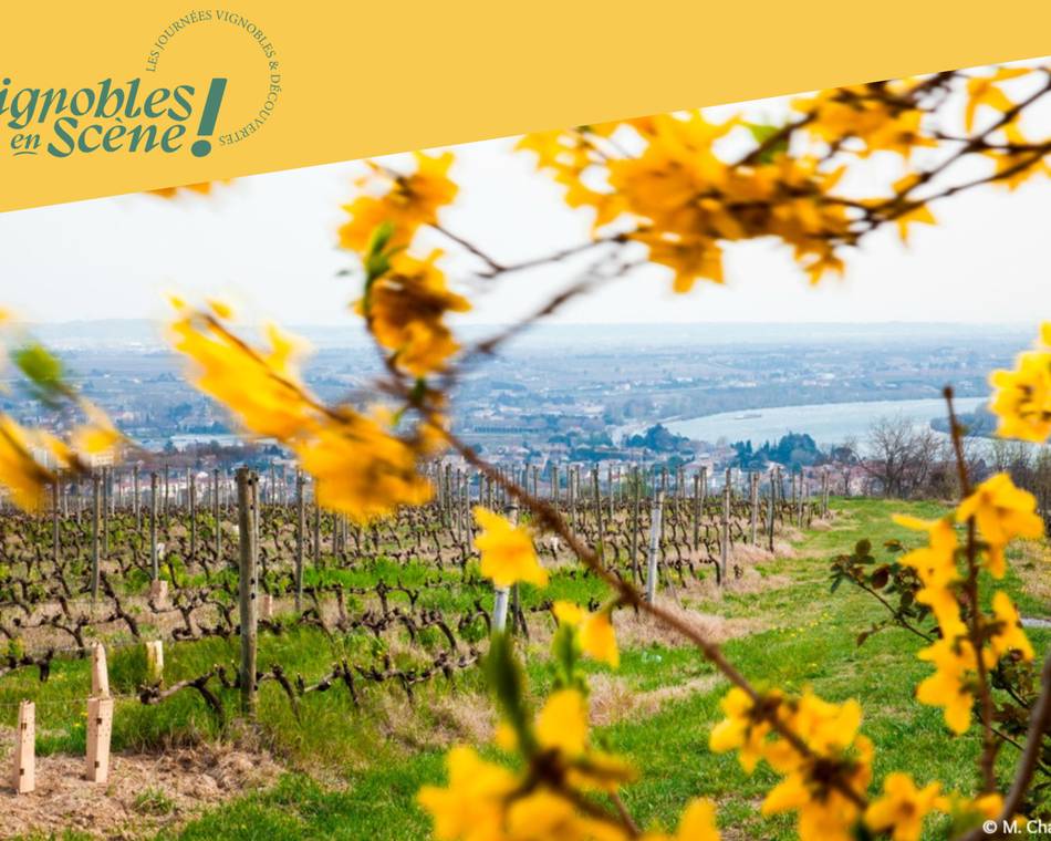 Découverte des plus belles parcelles du vignoble de la Maison M. CHAPOUTIER