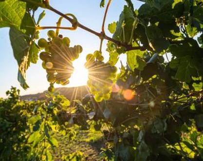 Rooftop evening in the vineyards - Domaine des Arcandres