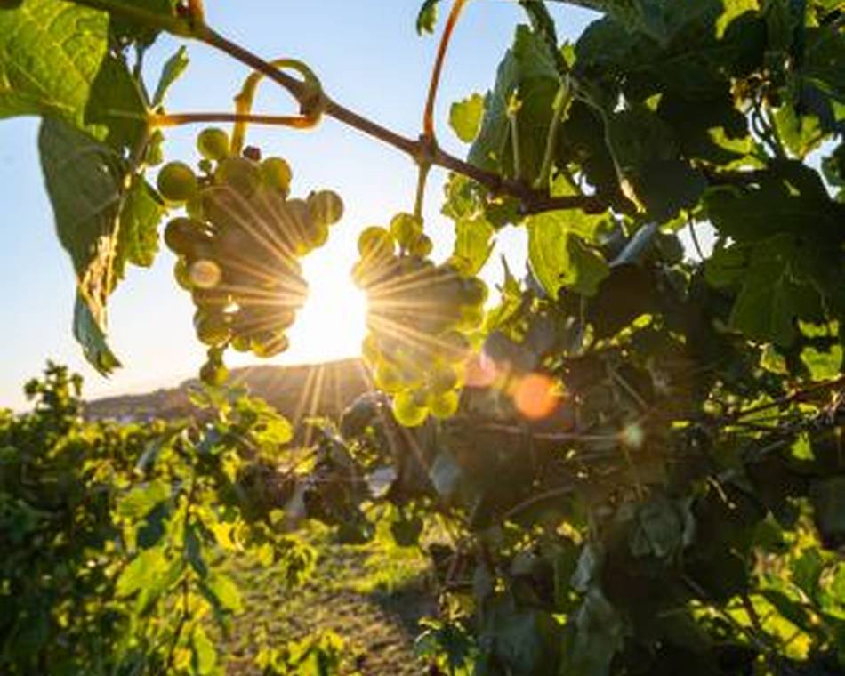 Soirée rooftop dans les vignes - Domaine des Arcandres