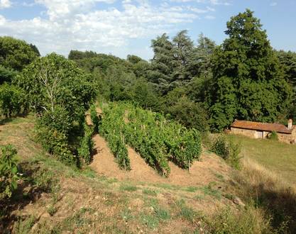Tag der offenen Tür auf dem Weingut Morlanche