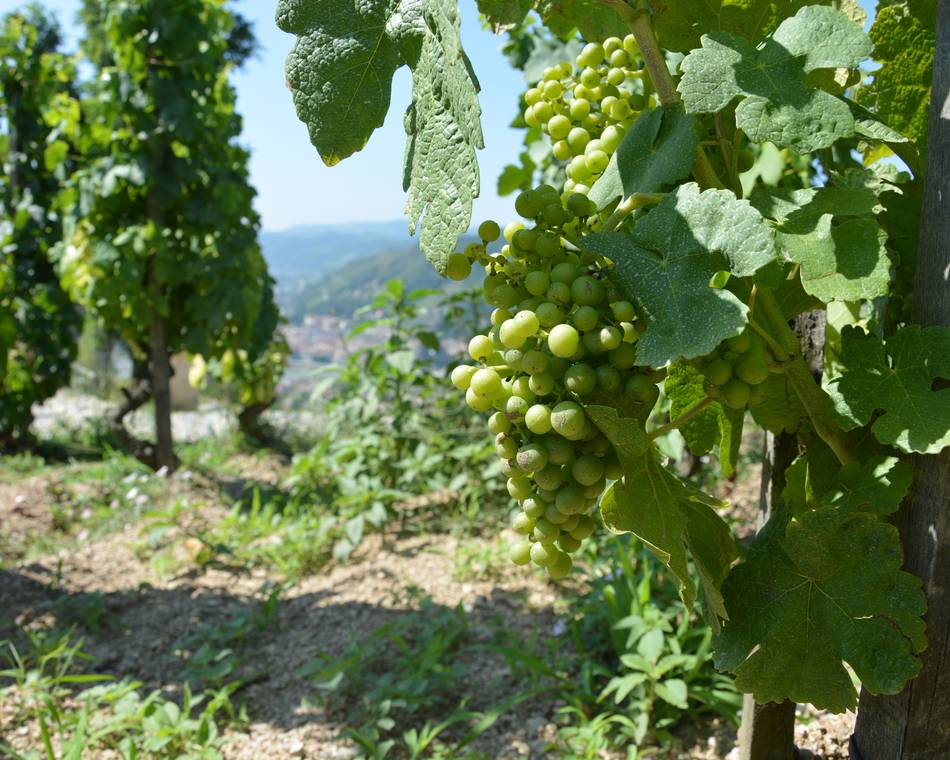 Visite & dégustation - Domaine Rouchier