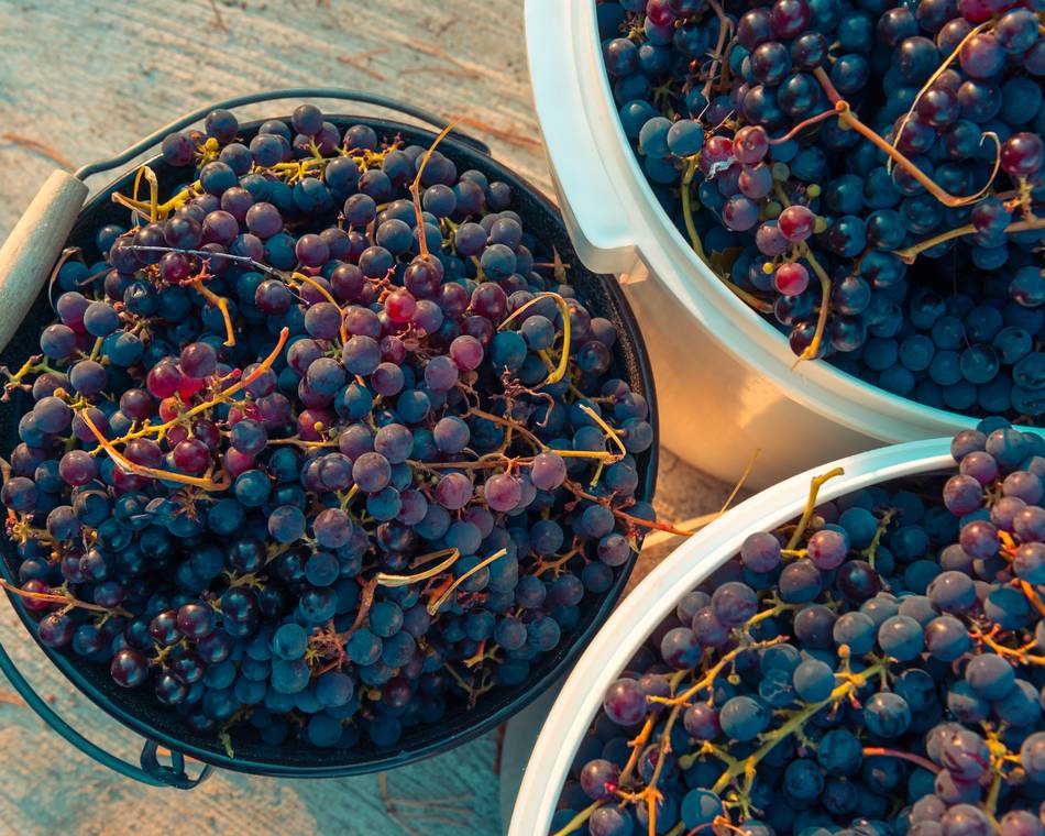 Fête des vendanges - Tain l'Hermitage