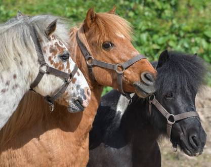 Atelier bien-être avec les poneys pour la Semaine Bleue - Saint Donat