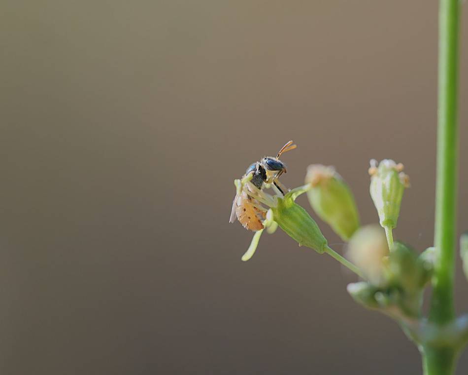 Ateliers participatifs Biodiversité Communale à Tournon-sur-Rhône