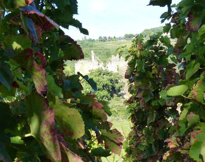 Winery Gérard Courbis