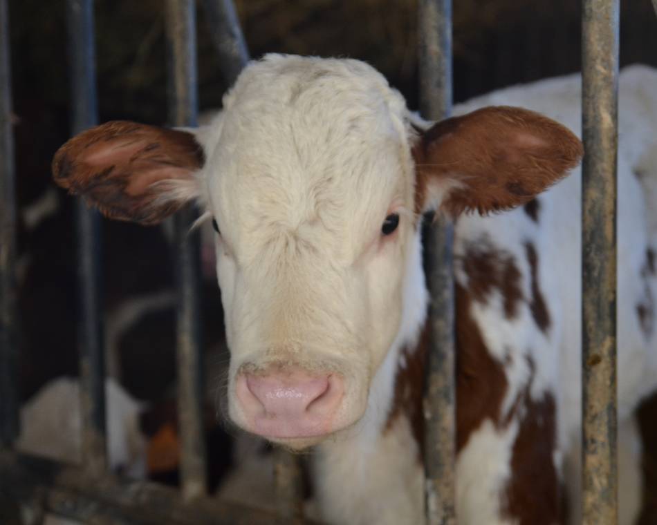 GAEC de la Route Panoramique