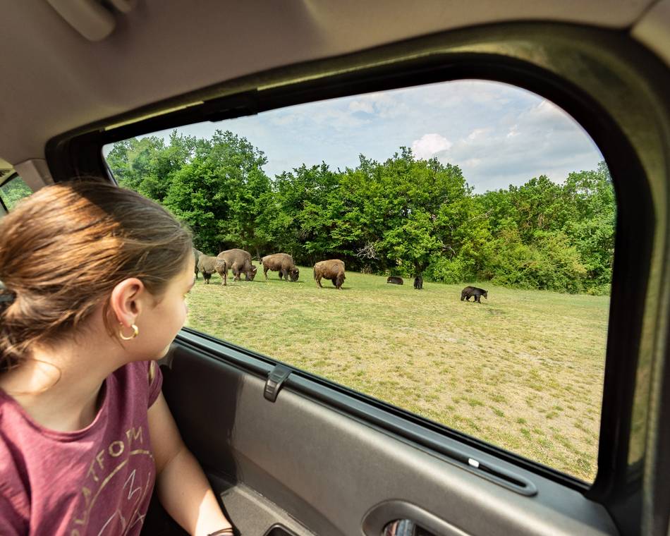 Safari de Peaugres