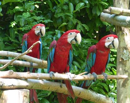 Parrots park