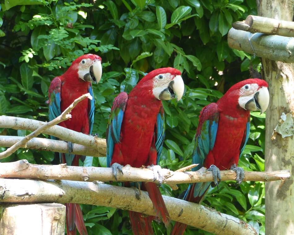 Papageienpark
