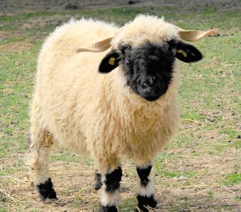 image-Mille et Une Cornes - Farm of rare animals