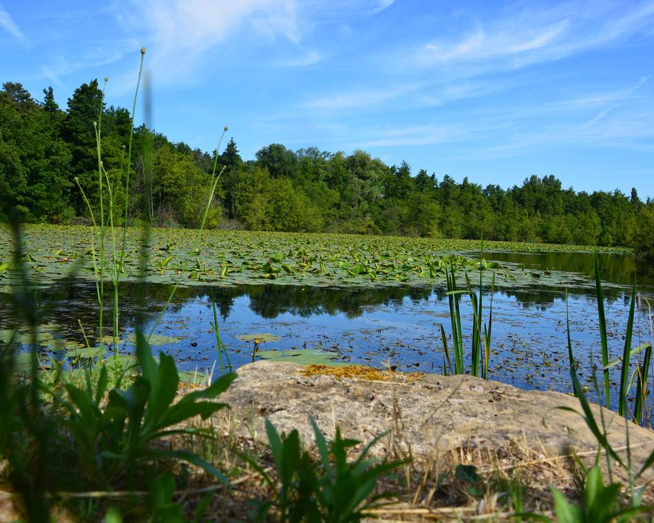 Hiking trail : Le bois de l'âne