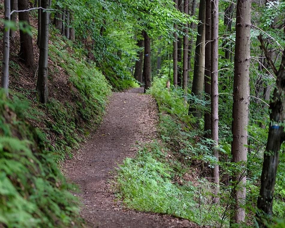 La combe Oternaud et le bois de Sizay