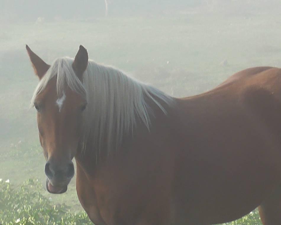Stables of Ebrilla