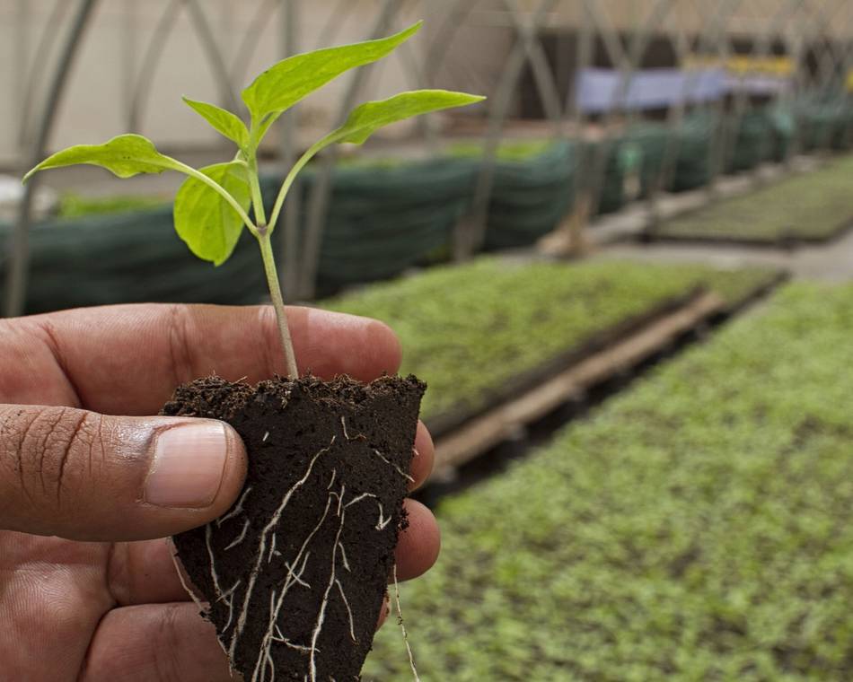 Marché aux arbres - Terroir en fête