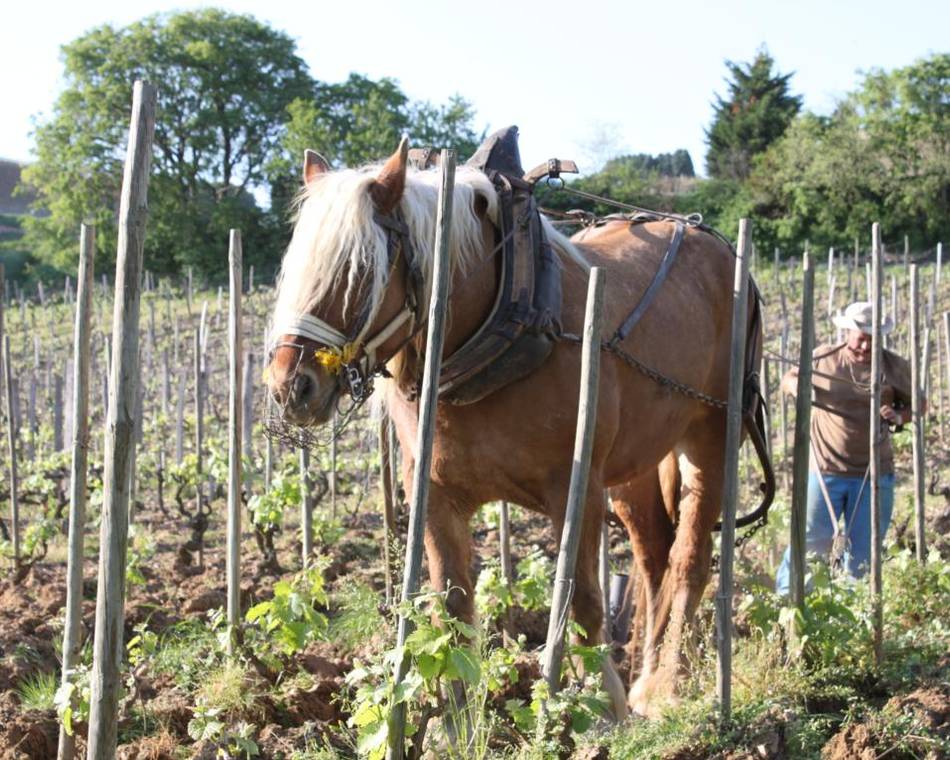 Domaine du Colombier - Viale Florent et David